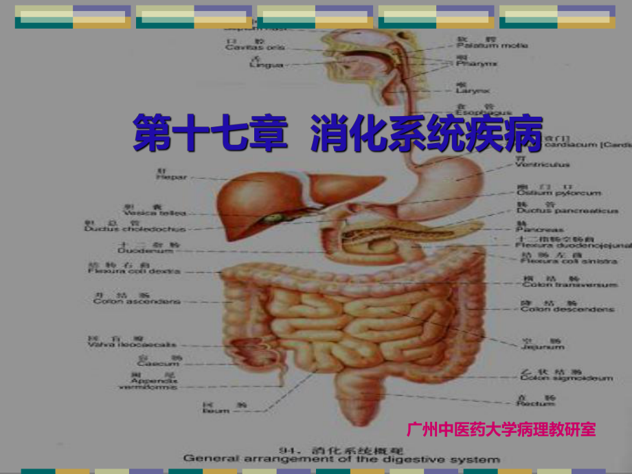 消化系统常见疾病最新版本课件.ppt_第1页