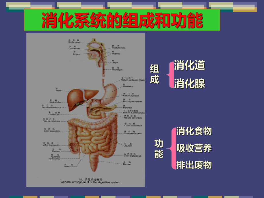 消化系统常见疾病最新版本课件.ppt_第2页