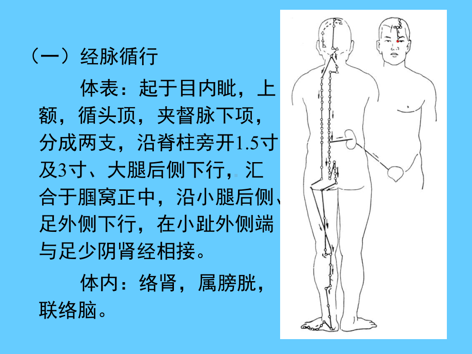 医学针灸课件10膀胱经.pptx_第2页