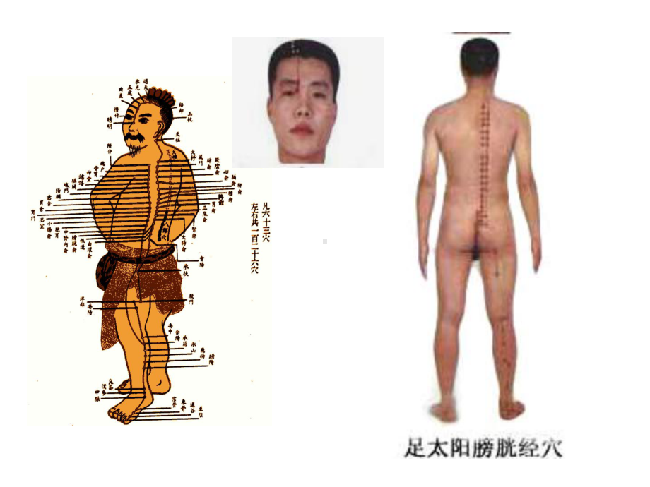 医学针灸课件10膀胱经.pptx_第3页