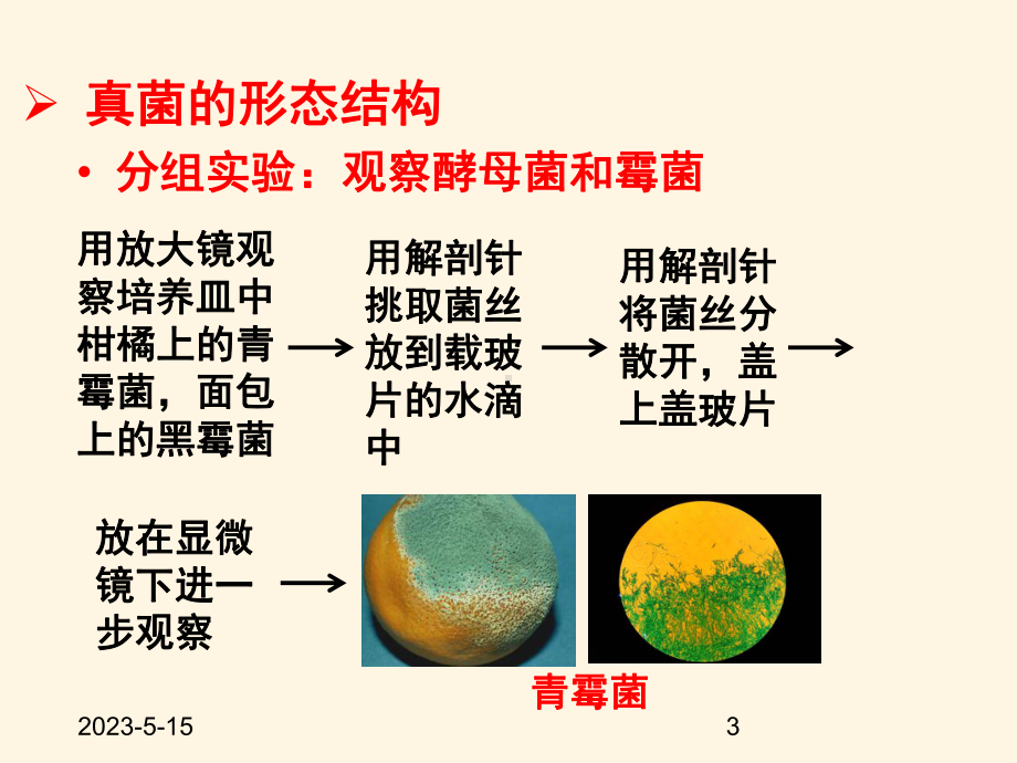 最新济南版七年级上册生物课件-233-真菌.ppt_第3页