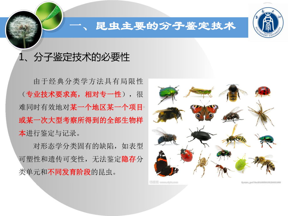 昆虫分子鉴定技术简介课件.ppt_第3页