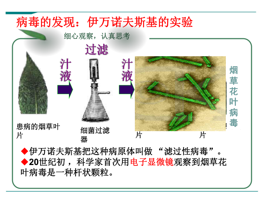 最新人教版八年级上册生物学《病毒》优秀课件.ppt_第2页