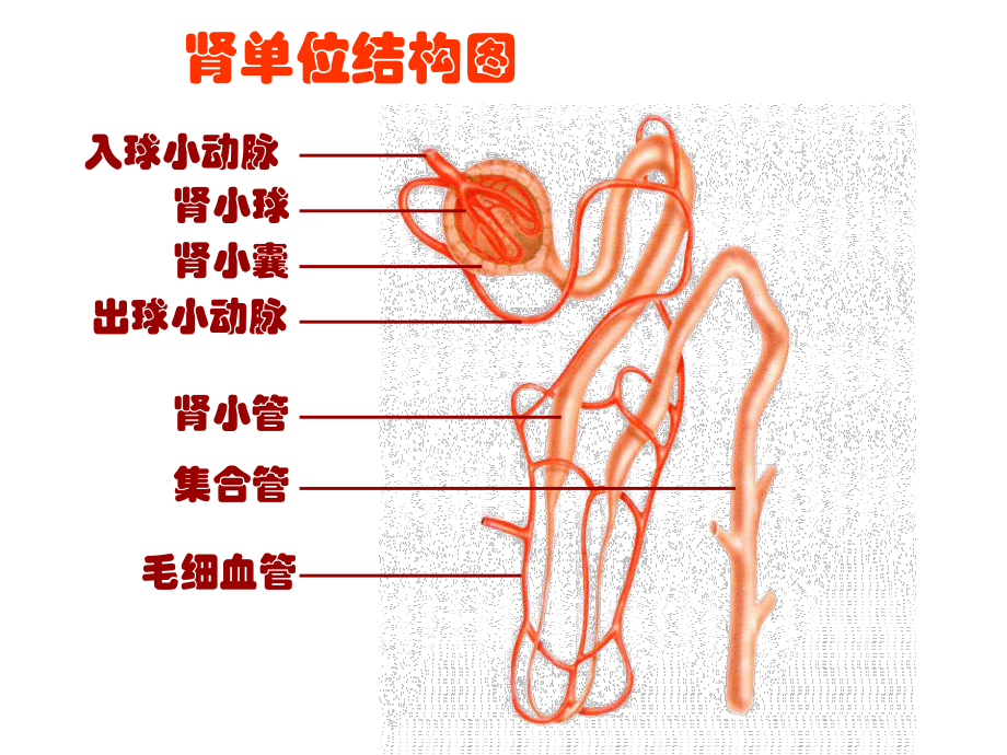 水和无机盐的调节-课件.pptx_第3页