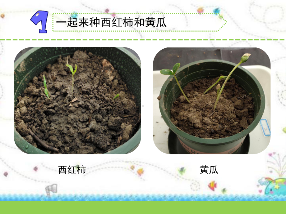 最新苏教版三年级下册科学《第1单元-植物的一生(全单元)》优质公开课件.pptx_第3页