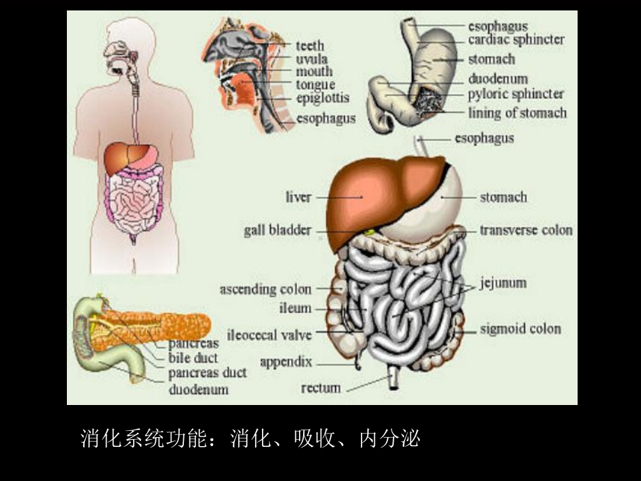 消化系统药物-药理课件.ppt_第2页