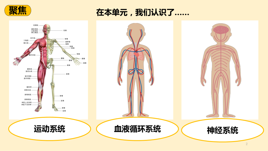 最新教科版小学科学五年级上册《制定健康生活计划》优质课件.pptx_第2页