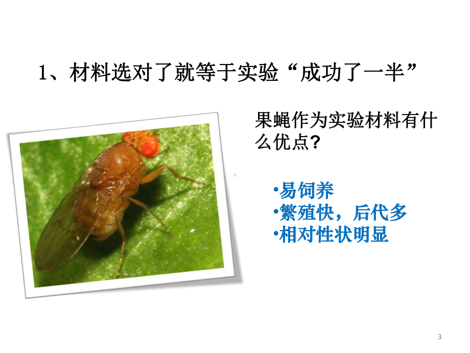 摩尔根果蝇实验课件.ppt_第3页