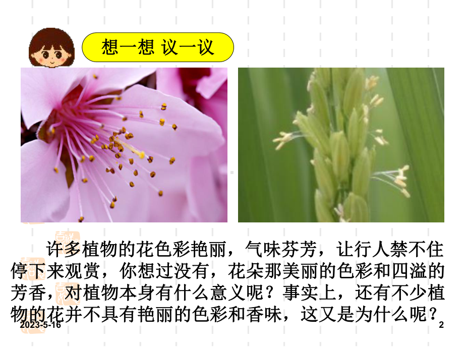 最新人教版七年级上册生物课件：3第三节-开花和结果.ppt_第2页