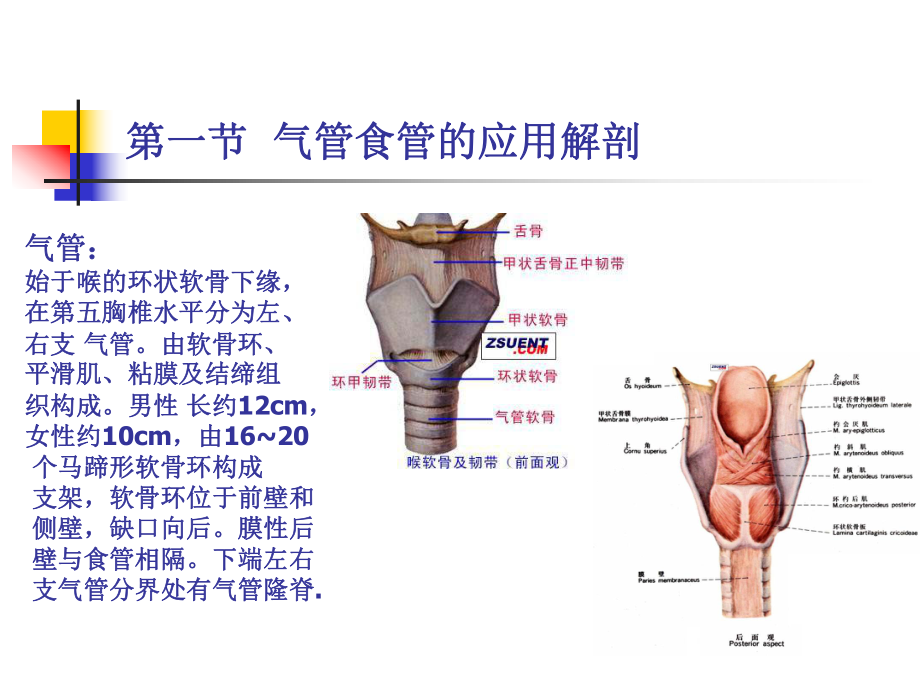 耳鼻喉21气管食管异物.pptx_第2页