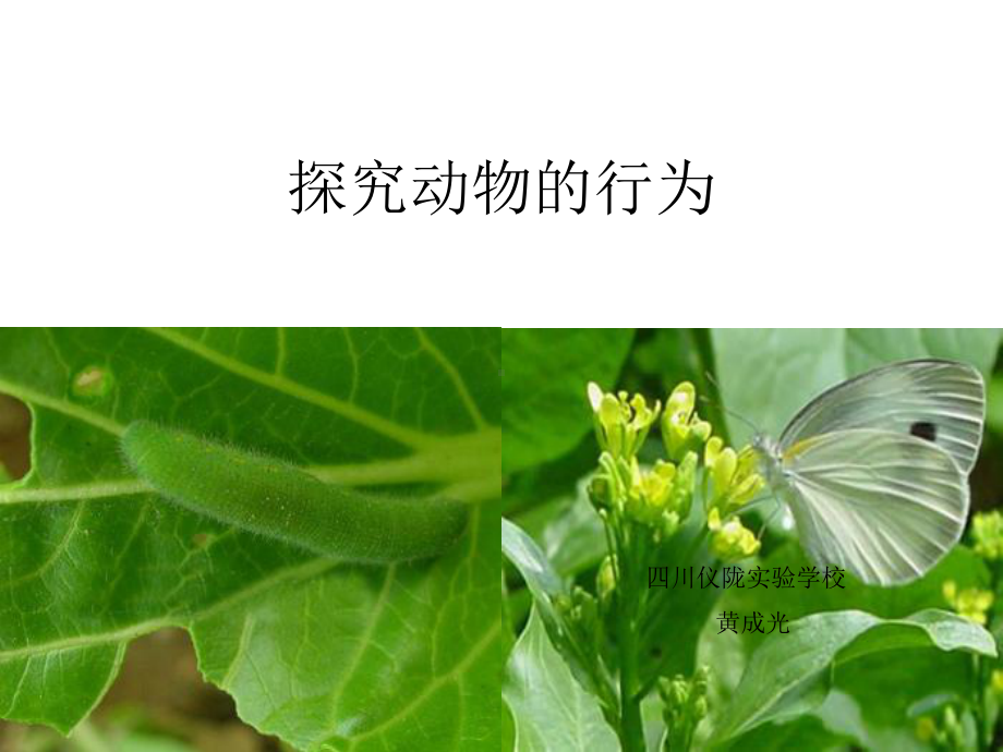 探究动物的行为课件.ppt_第1页