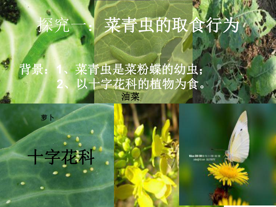 探究动物的行为课件.ppt_第3页