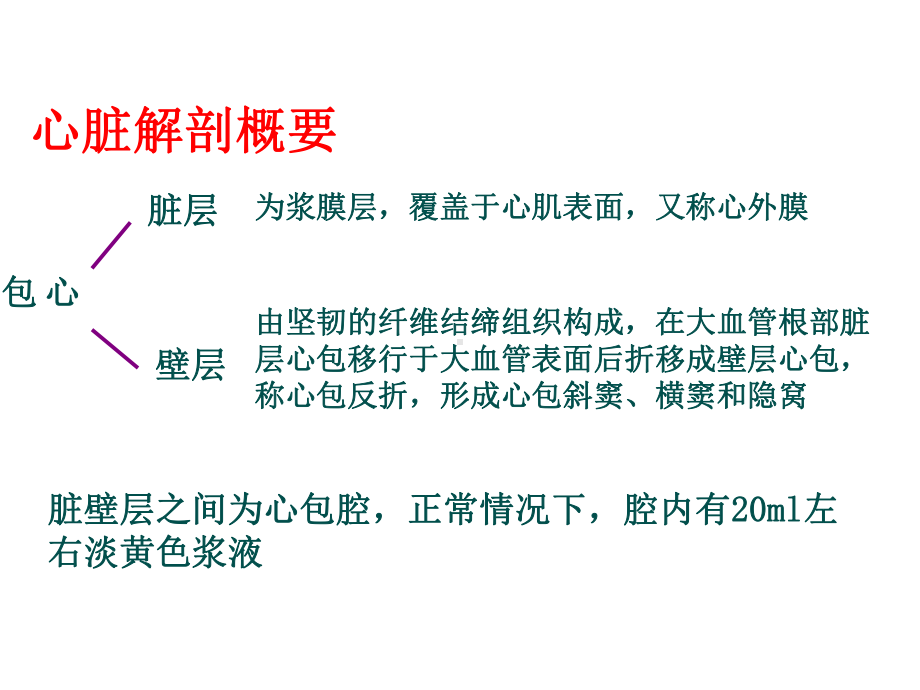 心脏解剖及超声心动图检查方法+心功能测定课件.ppt_第2页