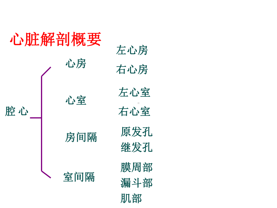 心脏解剖及超声心动图检查方法+心功能测定课件.ppt_第3页