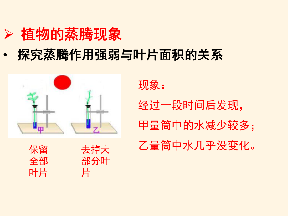 最新济南版七年级上册生物课件-212-绿色植物的蒸腾作用.ppt_第2页