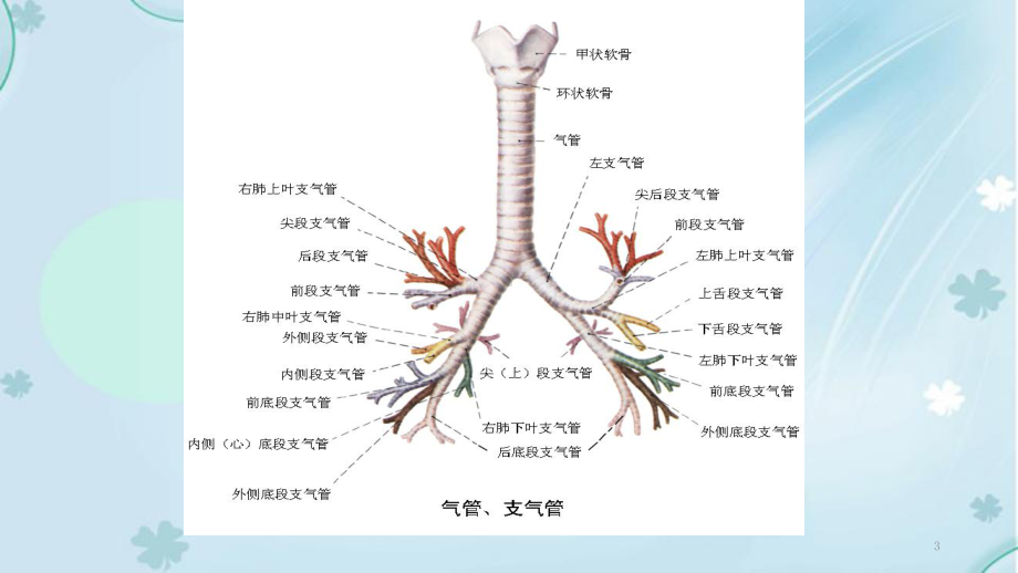 支气管扩张病人的护理(课件).ppt_第3页