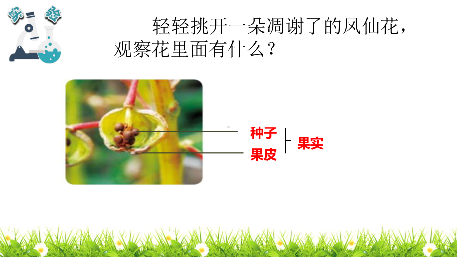 最新教科版四年级下册第一单元植物的生长变化第6课时《果实和种子》教学课件.pptx_第3页