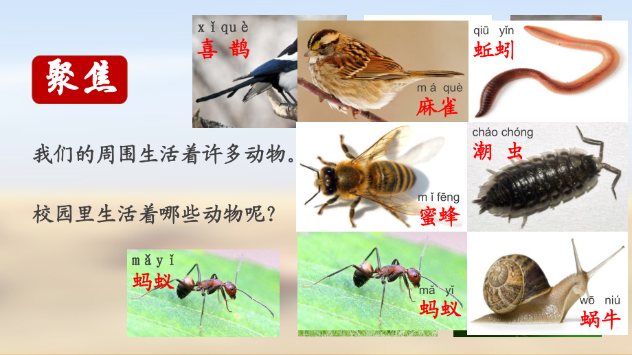 教科版小学科学一年级下册课件：22校园里的动物公开课(新教材)1优选课件.pptx_第2页