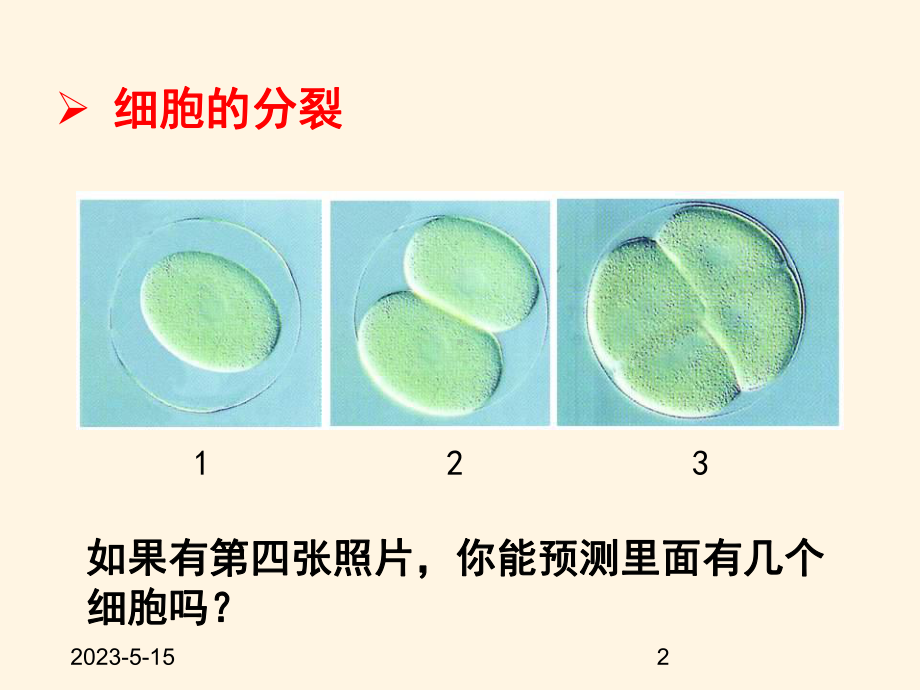 最新济南版七年级上册生物课件-122-细胞的分裂与分化.ppt_第2页