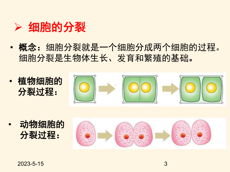 最新济南版七年级上册生物课件-122-细胞的分裂与分化.ppt_第3页