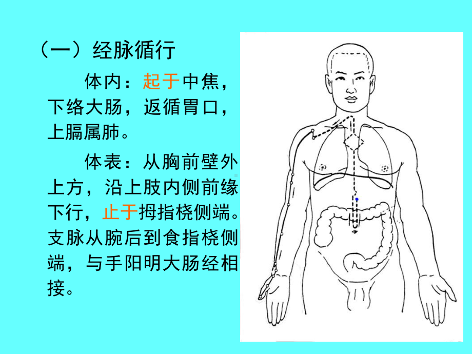 医学针灸课件肺经.pptx_第2页