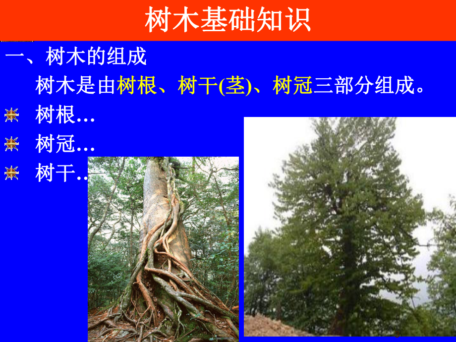 树木知识课件.ppt_第3页