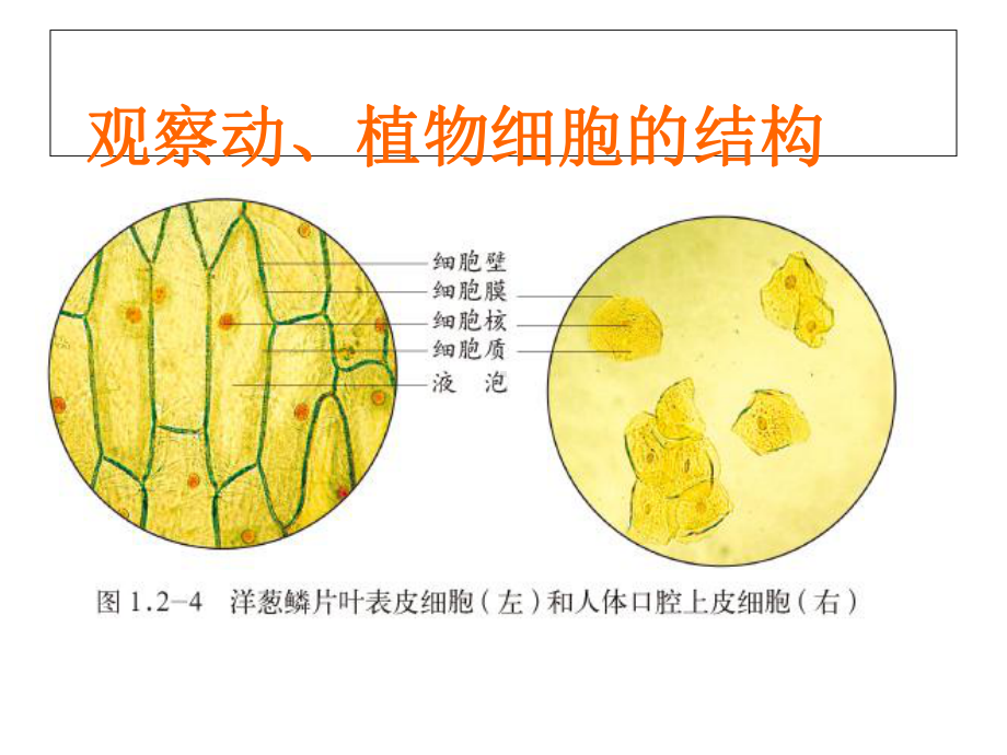 济南版七年级生物上册121细胞的结构与功能课件.ppt_第3页