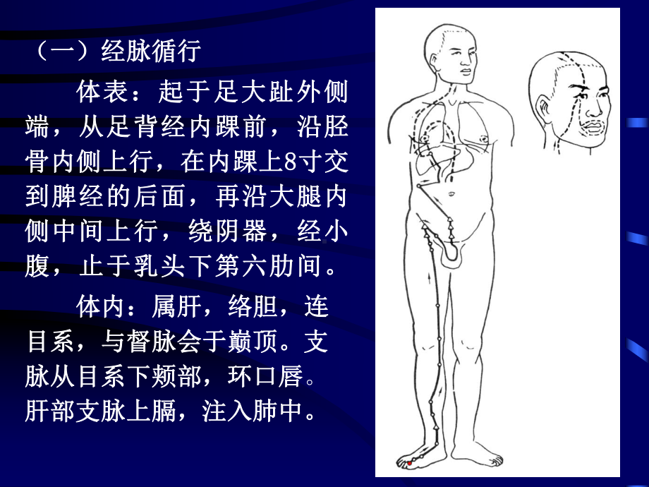 医学针灸课件15肝经.pptx_第2页