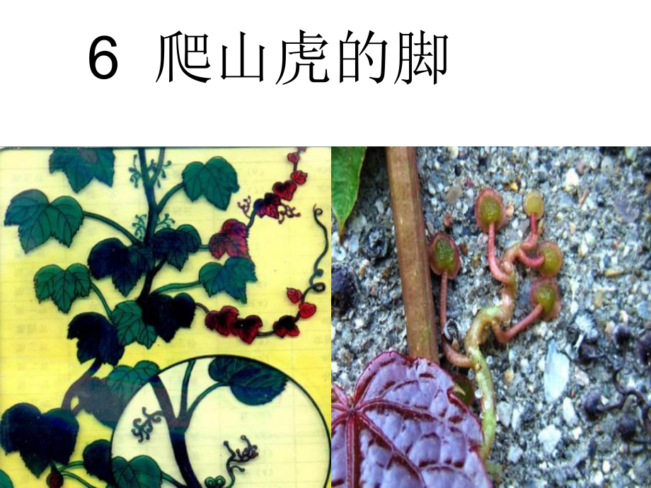 最新人教版四年级语文上册6爬山虎的脚公开课课件.ppt_第2页