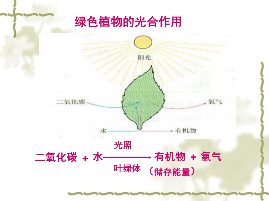 植物的光合作用和呼吸作用课件讲义.ppt_第3页