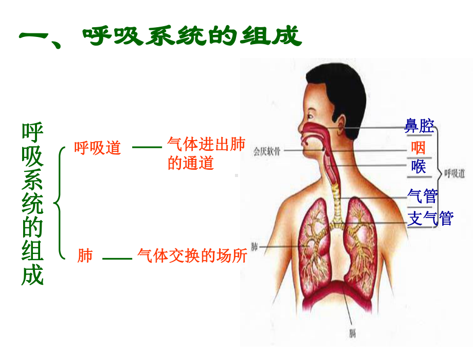 呼吸道对空气的处理资料课件.ppt_第2页