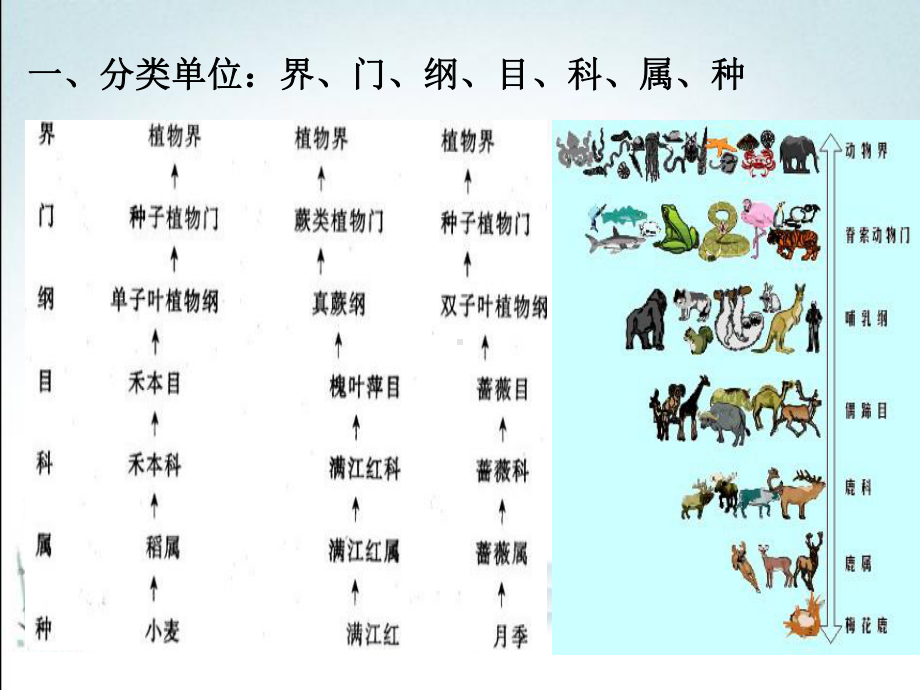 新人教版八年级上册生物课件(第二节-从种到界--)教学课件.ppt_第3页