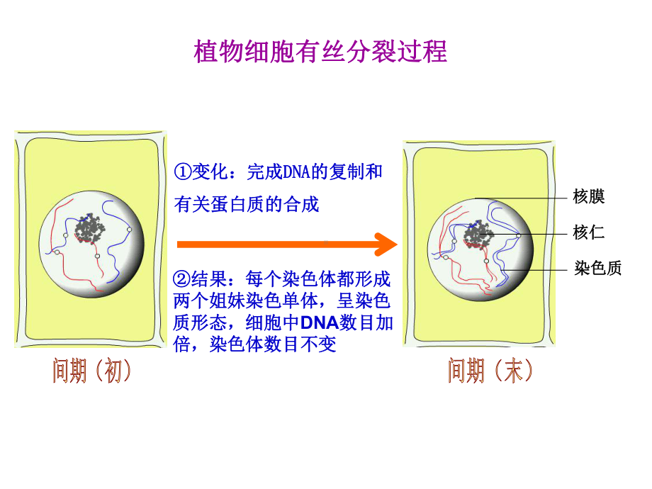 植物细胞有丝分裂过程课件.ppt_第1页