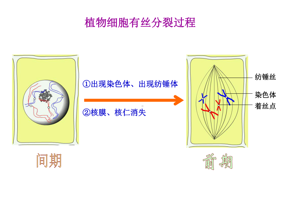 植物细胞有丝分裂过程课件.ppt_第2页