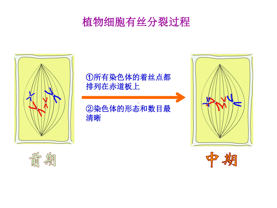 植物细胞有丝分裂过程课件.ppt_第3页