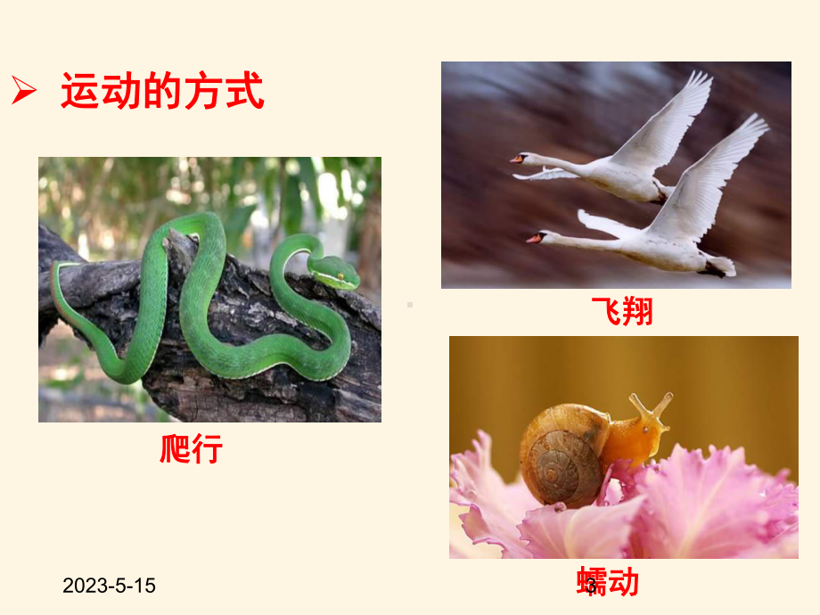 最新济南版七年级上册生物课件-223-动物的运动.ppt_第3页