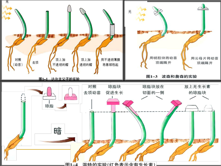 植物生命活动的调节参考模板范本.ppt_第3页