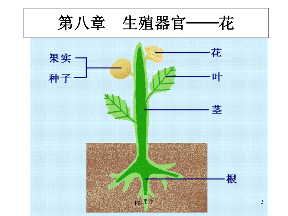 植物学-生殖器官-花-课件.ppt_第2页