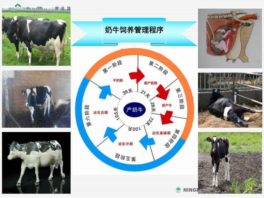 犊牛的饲养管理-课件.ppt_第2页