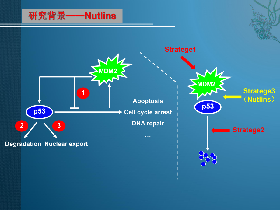 Nutlin-1增强全反式维甲酸（ATRA）诱导的白血病细胞分化的作用及其机制研究参考模板范本.pptx_第3页