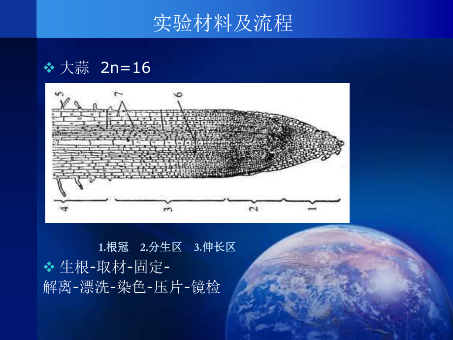 植物有丝分裂的制片与观察参考模板范本.ppt_第3页