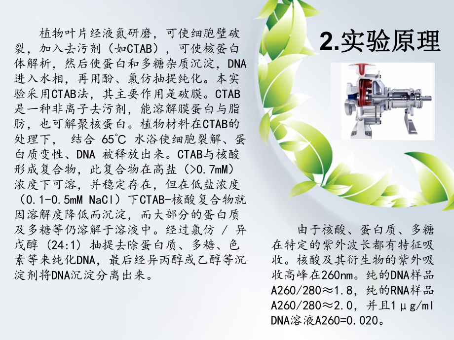 植物总DNA的提取参考模板范本.ppt_第3页