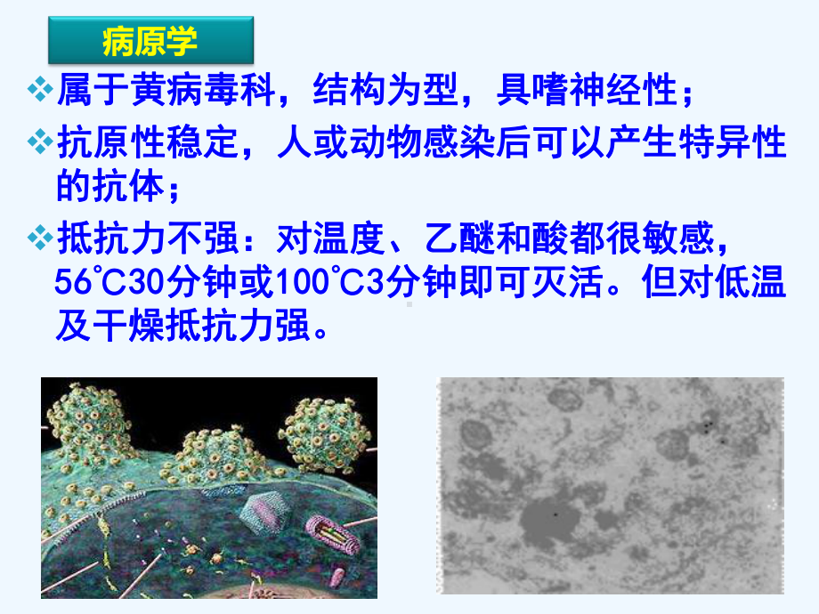 流行性乙型脑炎并登革热(护本内科护理学)课件.ppt_第3页