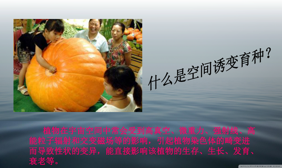 植物空间诱变育种讲解课件.ppt_第2页