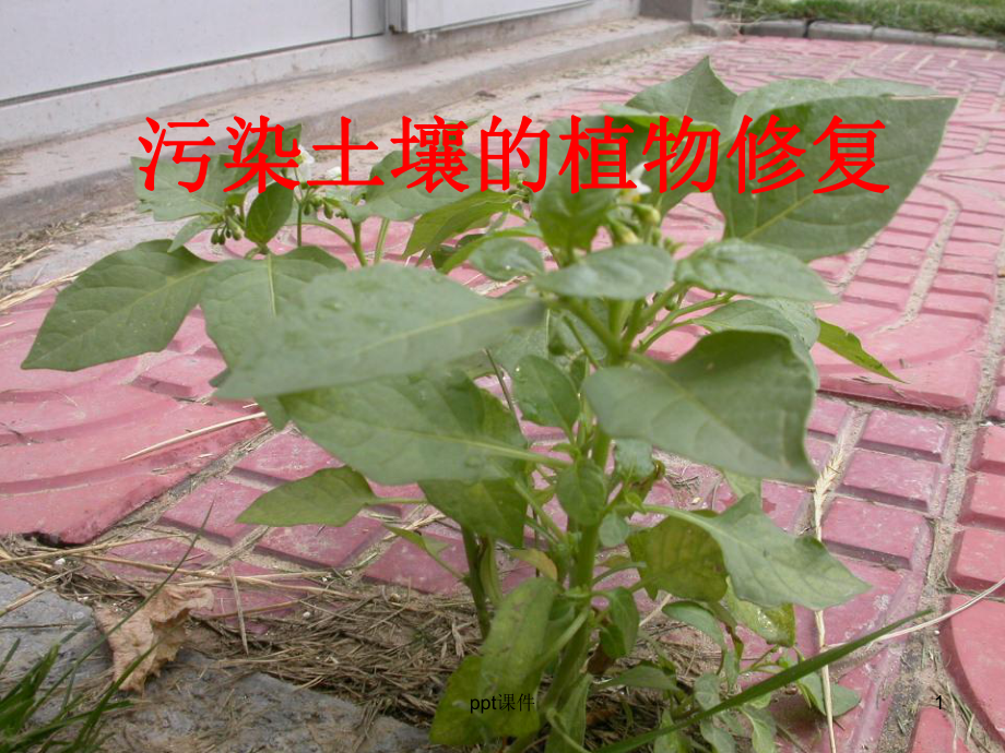 污染土壤的植物修复技术介绍-课件.ppt_第1页