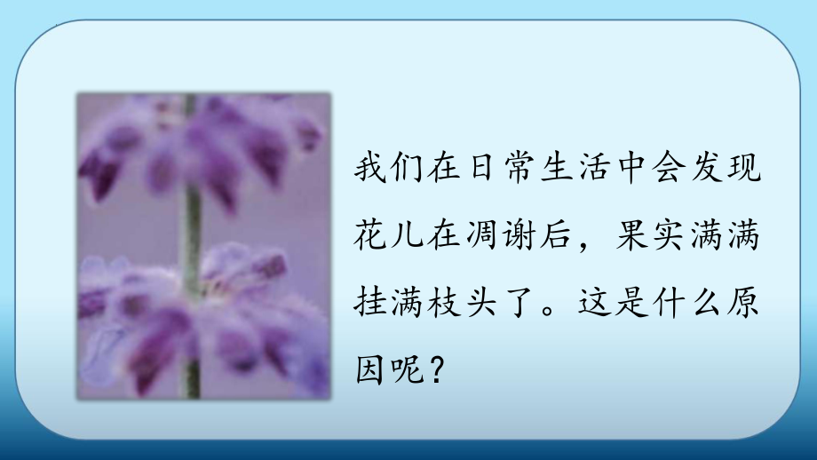 科学青岛版三年级下册（2019年新编）12 植物的果实 课件.pptx_第2页