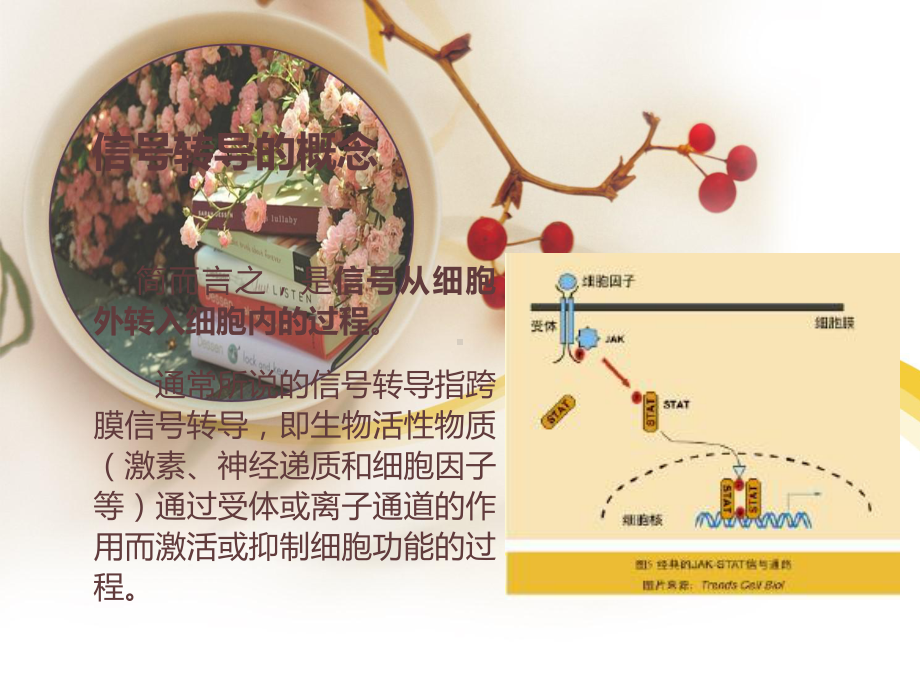 核受体信号通路-课件.ppt_第3页