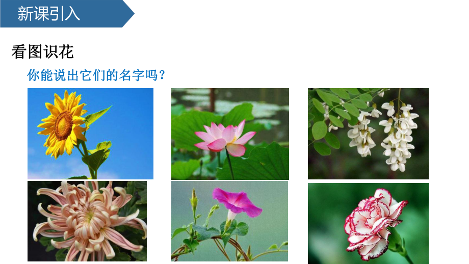 科学青岛版三年级下册（2019年新编）11 植物的花 课件.pptx_第3页