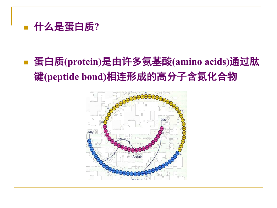 生物化学-蛋白质结构及功能课件.ppt_第2页