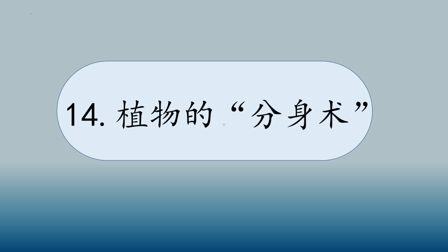 科学青岛版三年级下册（2019年新编）14 植物的“分身术“ 课件.pptx_第1页